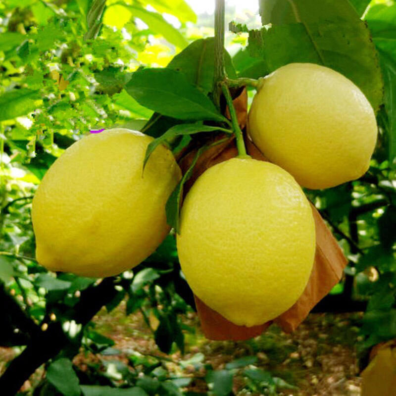 【柠檬香橼盆栽】金华柠檬香橼果盆景柠檬树花卉绿植