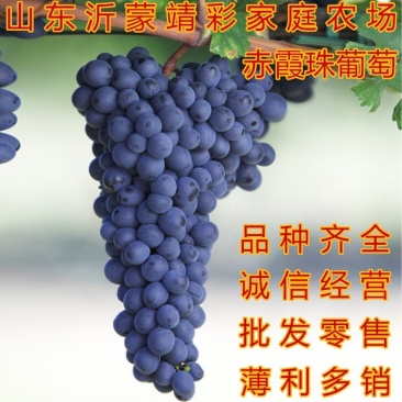 赤霞珠葡萄苗品种葡萄苗南北方种植品种葡萄树苗赤霞珠葡萄苗
