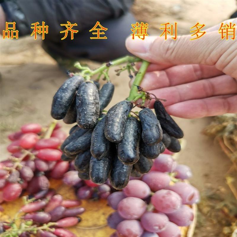 赤霞珠葡萄苗品种葡萄苗南北方种植品种葡萄树苗赤霞珠葡萄苗