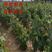 赤霞珠葡萄苗品种葡萄苗南北方种植品种葡萄树苗赤霞珠葡萄苗