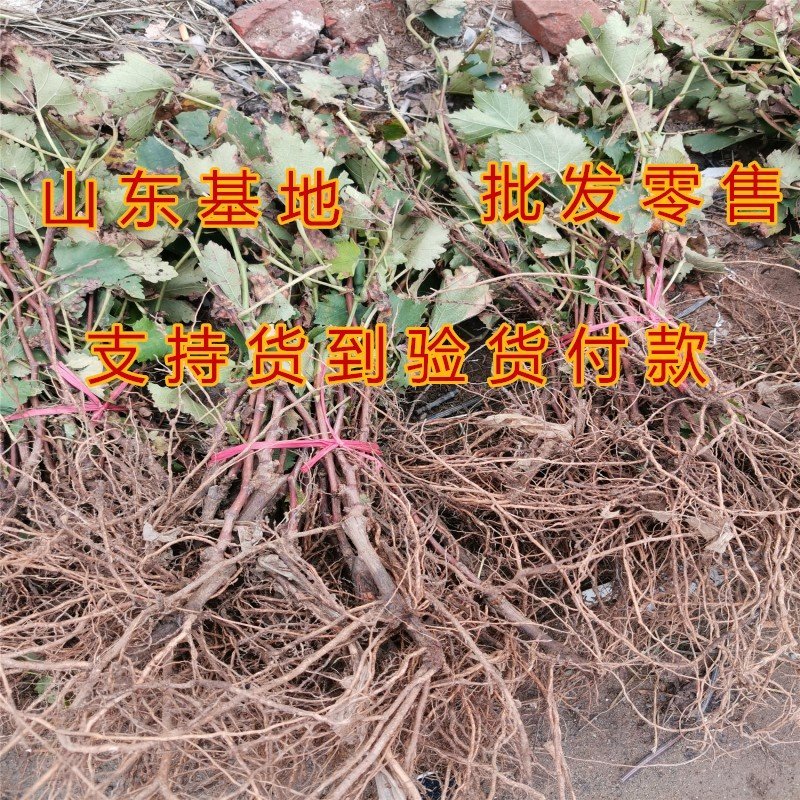 赤霞珠葡萄苗品种葡萄苗南北方种植品种葡萄树苗赤霞珠葡萄苗