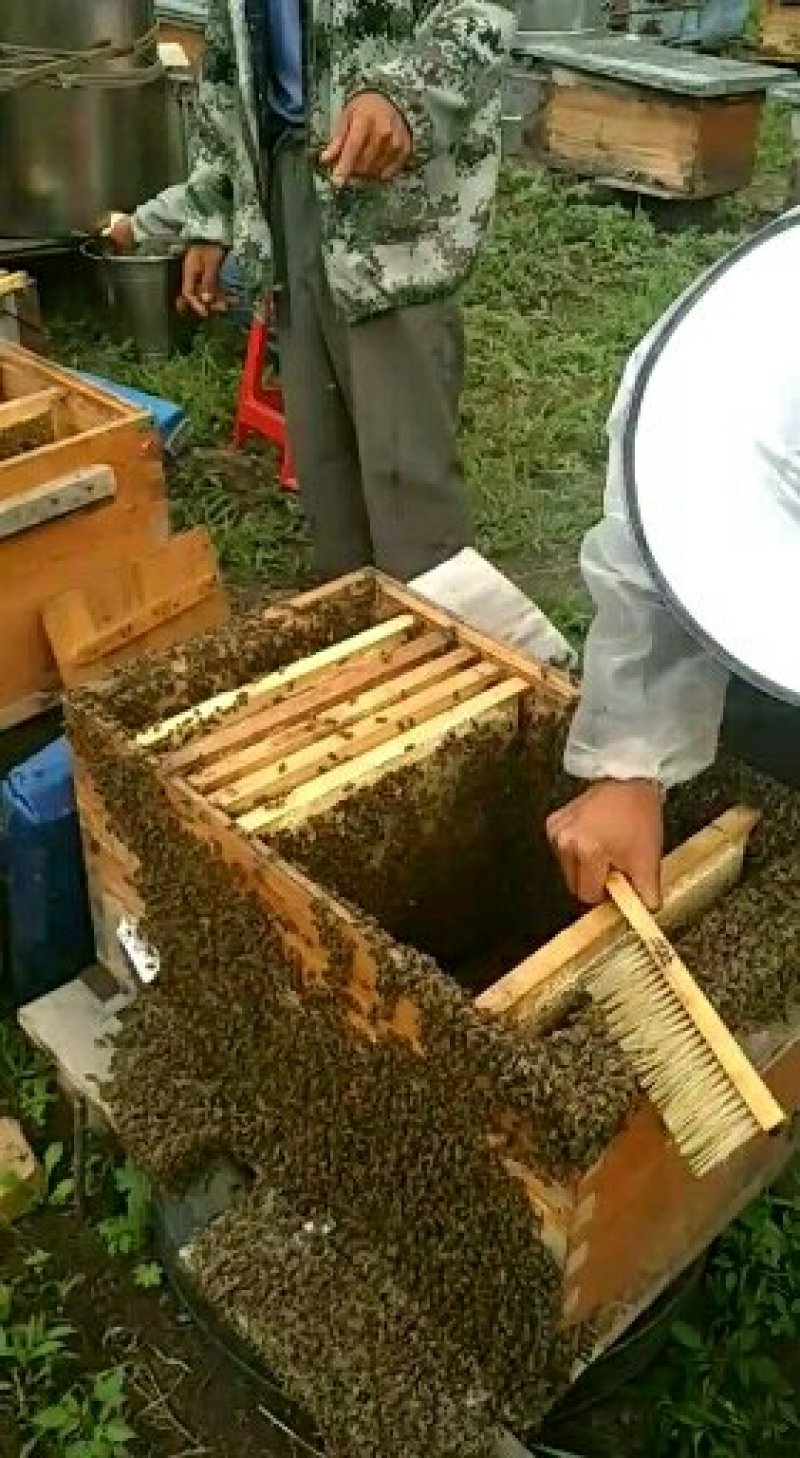 蜂蜜自家养的东北黑蜂在自然森林里采的椴树蜜百花蜜