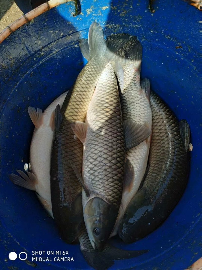 鱼苗大头鱼花白鲢苗大湖出鱼