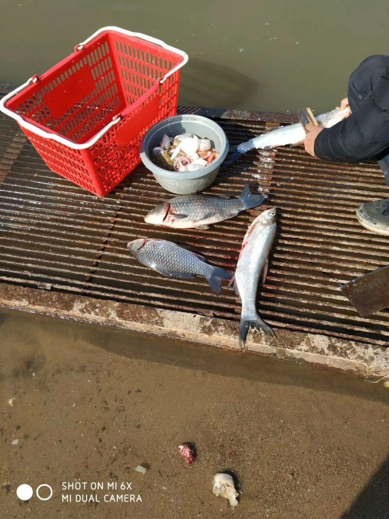 鱼苗大头鱼花白鲢苗大湖出鱼