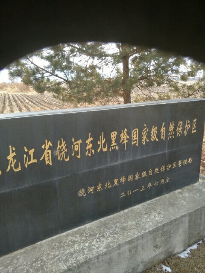 蜂蜜自家养的东北黑蜂在自然森林里采的椴树蜜百花蜜
