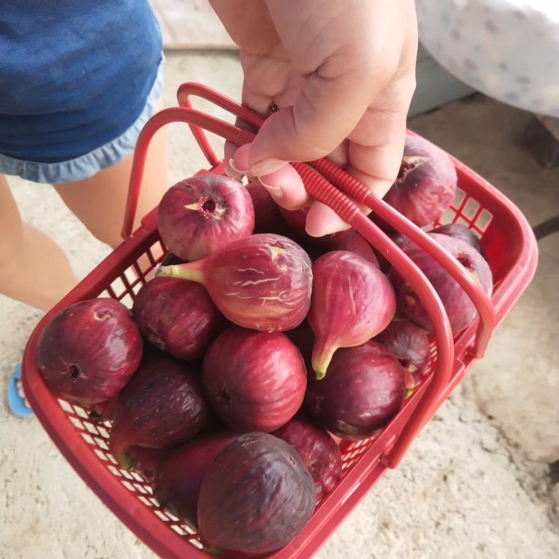 波姬红无花果苗青皮无花果苗地栽苗根系发达