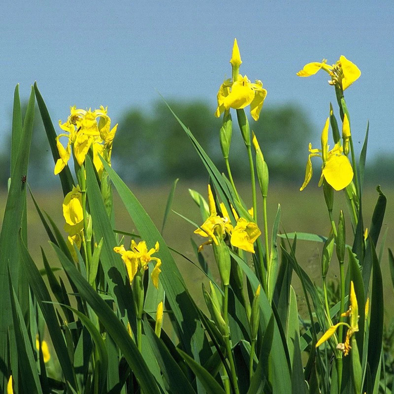 黄菖蒲种子黄花鸢尾多年生水生植物种子