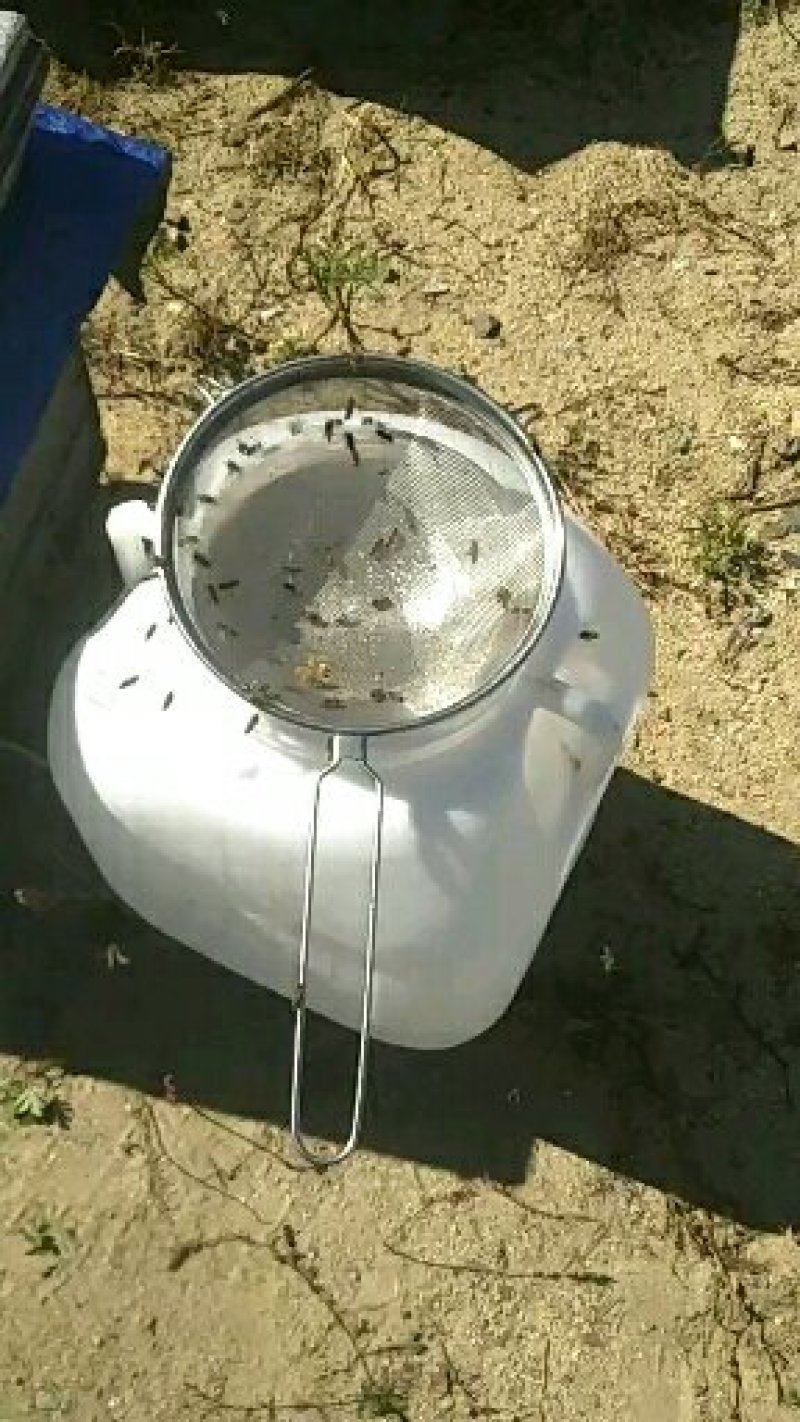蜂蜜自家养的东北黑蜂在自然森林里采的椴树蜜百花蜜