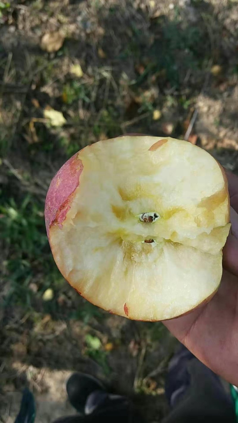 正宗高原冰糖心苹果皮薄核儿小，纯甜多汁