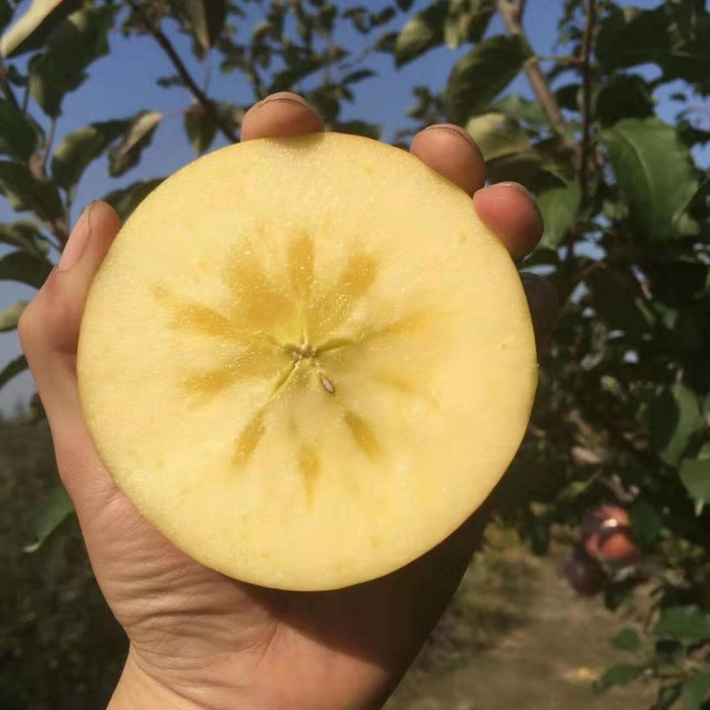 正宗高原冰糖心苹果皮薄核儿小，纯甜多汁