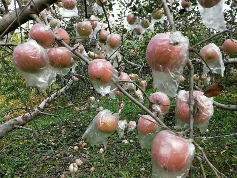 正宗高原冰糖心苹果皮薄核儿小，纯甜多汁