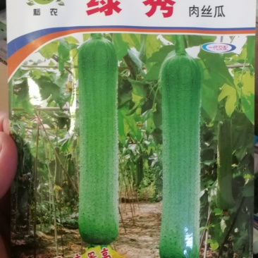 【精选】优质肉丝瓜粗丝瓜肉厚抗病好产量高