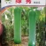 【精选】优质肉丝瓜粗丝瓜肉厚抗病好产量高