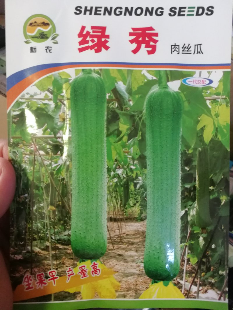 【精选】优质肉丝瓜粗丝瓜肉厚抗病好产量高