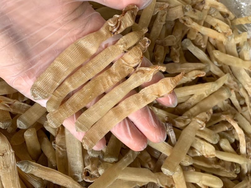 沙虫干