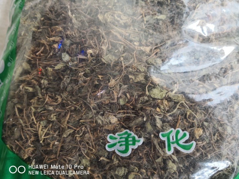 积雪草选货颜色好量大从优欢迎选购