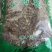 积雪草选货颜色好量大从优欢迎选购
