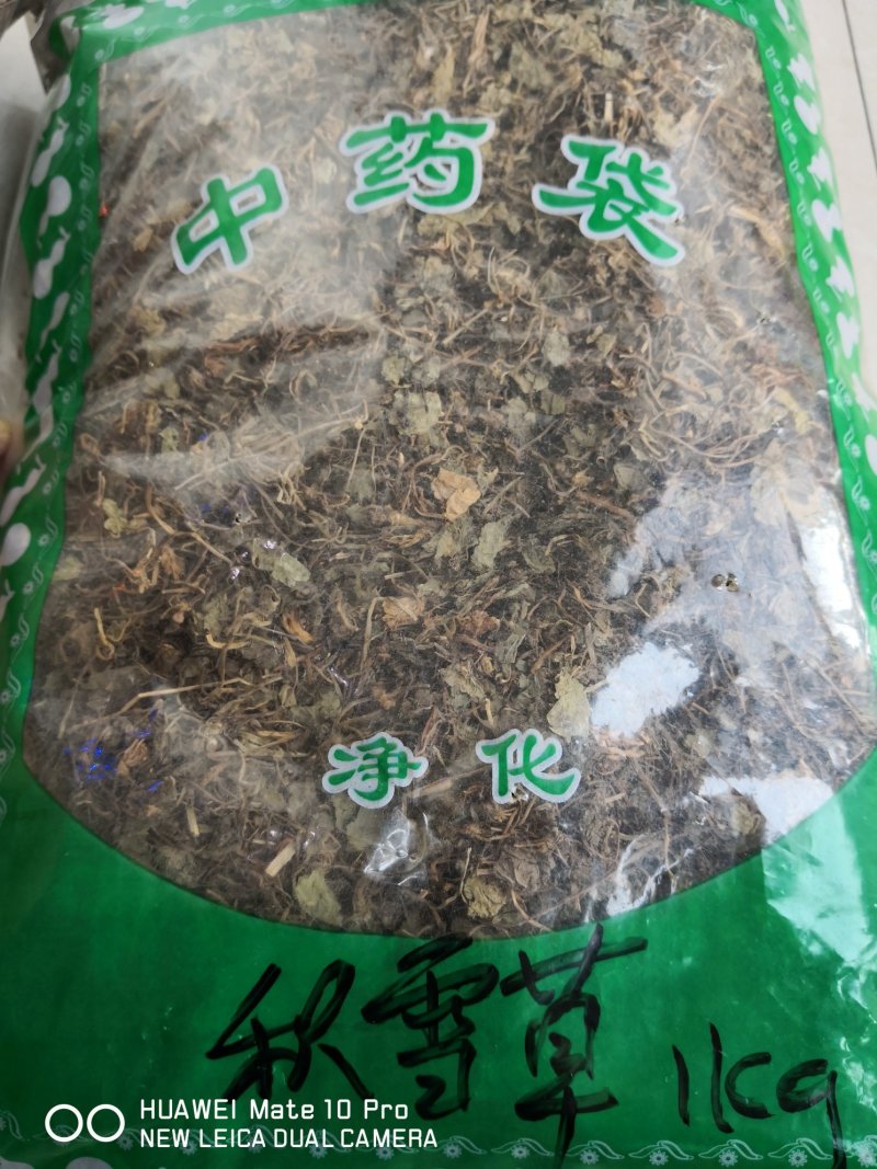 积雪草选货颜色好量大从优欢迎选购