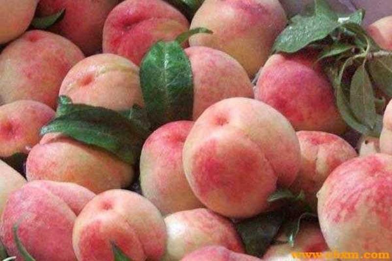 桃子树，果大，味甜，品种纯正现挖现发，欢迎光临