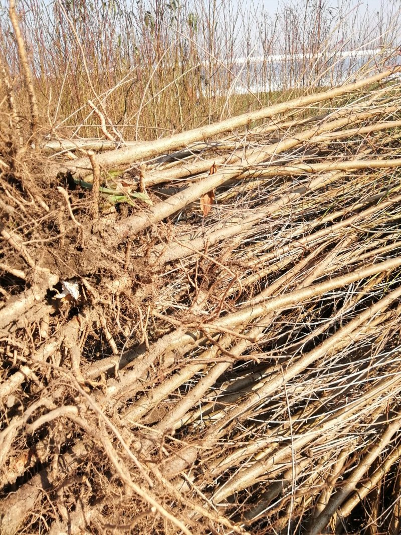 毛桃树苗（1一3年生桃树原生苗），根系完好，成活率高。