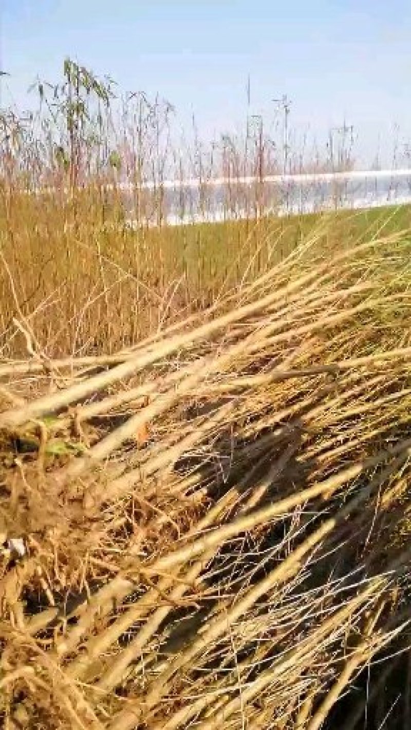 毛桃树苗（1一3年生桃树原生苗），根系完好，成活率高。
