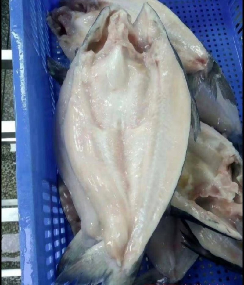 巴沙鱼