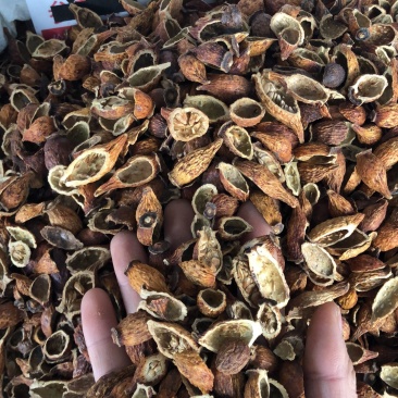 金樱肉对开好货金樱肉甜度可以