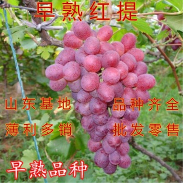 早熟红提葡萄苗早晚熟提子苗早熟红提南北方种植盆栽地载苗