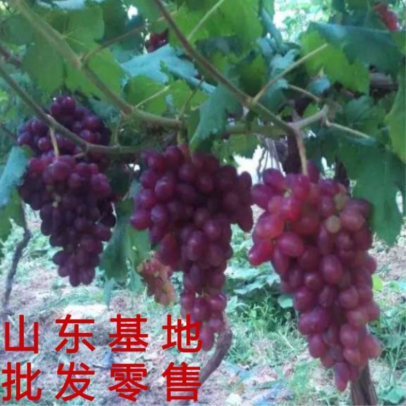 早熟红提葡萄苗早晚熟提子苗早熟红提南北方种植盆栽地载苗