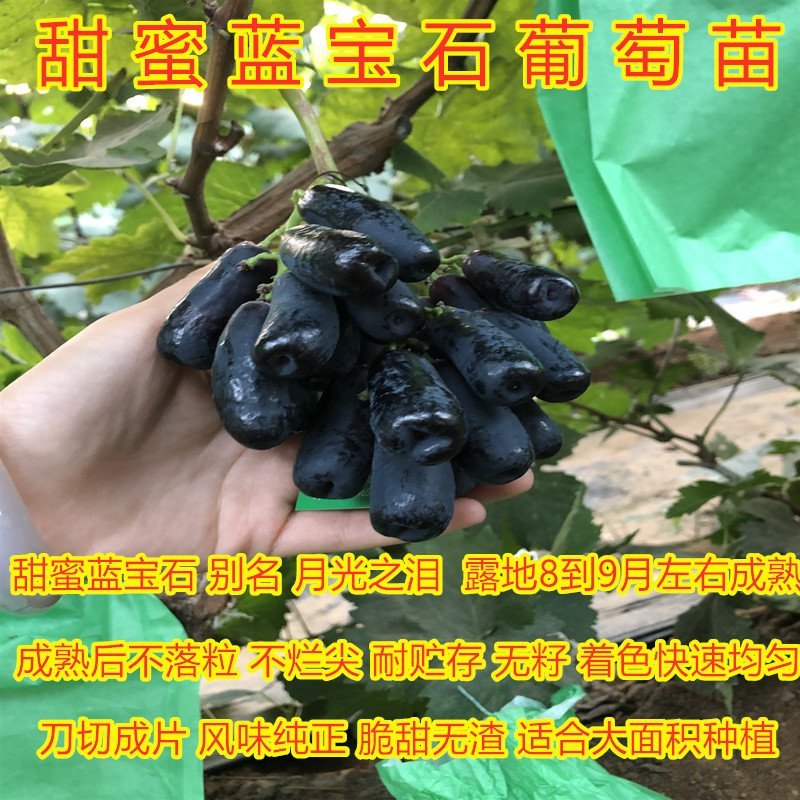 早熟红提葡萄苗早晚熟提子苗早熟红提南北方种植盆栽地载苗