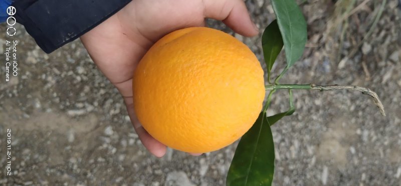 纽荷尔脐橙，可视频看货，，一手货源，