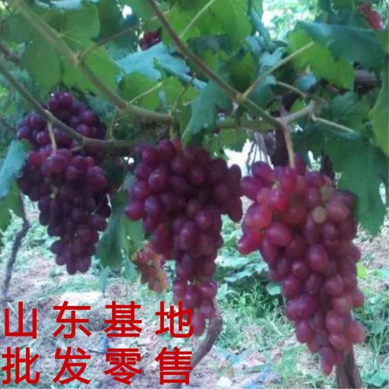 新疆马奶子葡萄苗马奶子葡萄树苗南北瓜种植葡萄苗包成活包品