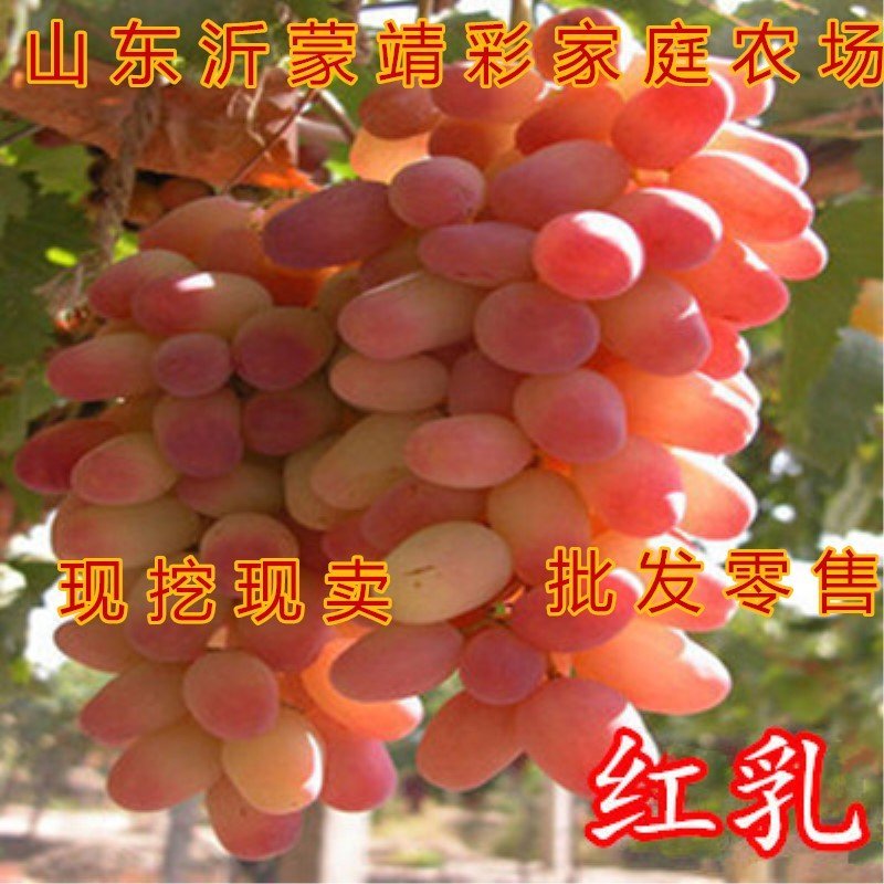 葡萄苗无核葡萄苗南北方种植葡萄树苗品种葡萄苗盆栽地栽葡萄