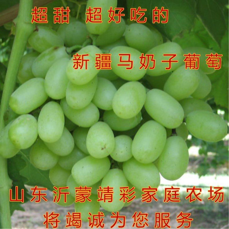 葡萄苗无核葡萄苗南北方种植葡萄树苗品种葡萄苗盆栽地栽葡萄