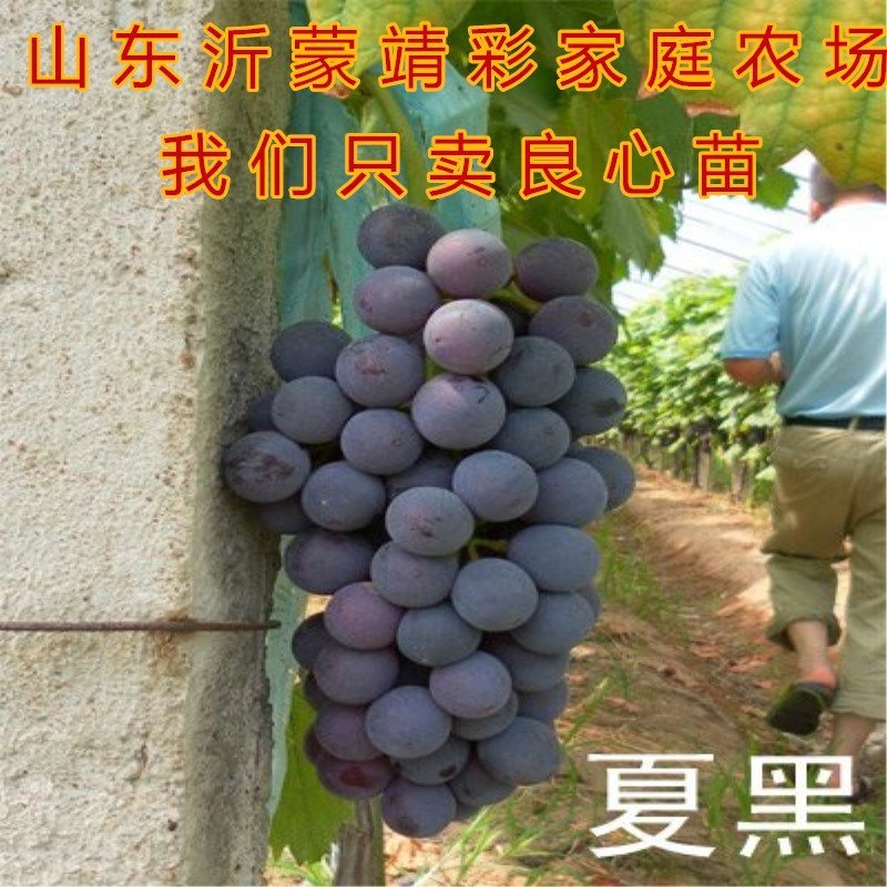 葡萄苗无核葡萄苗南北方种植葡萄树苗品种葡萄苗盆栽地栽葡萄