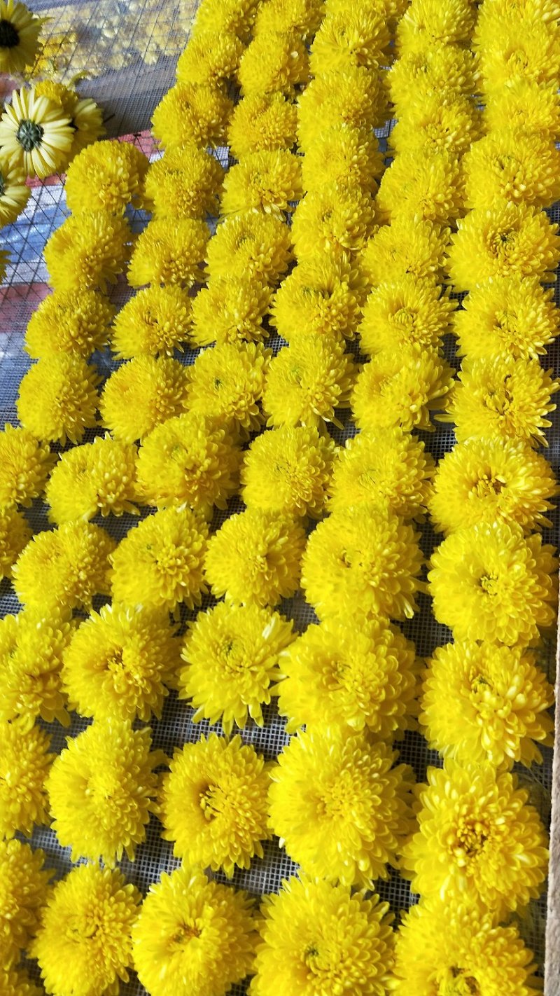 金丝菊