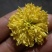 金丝菊