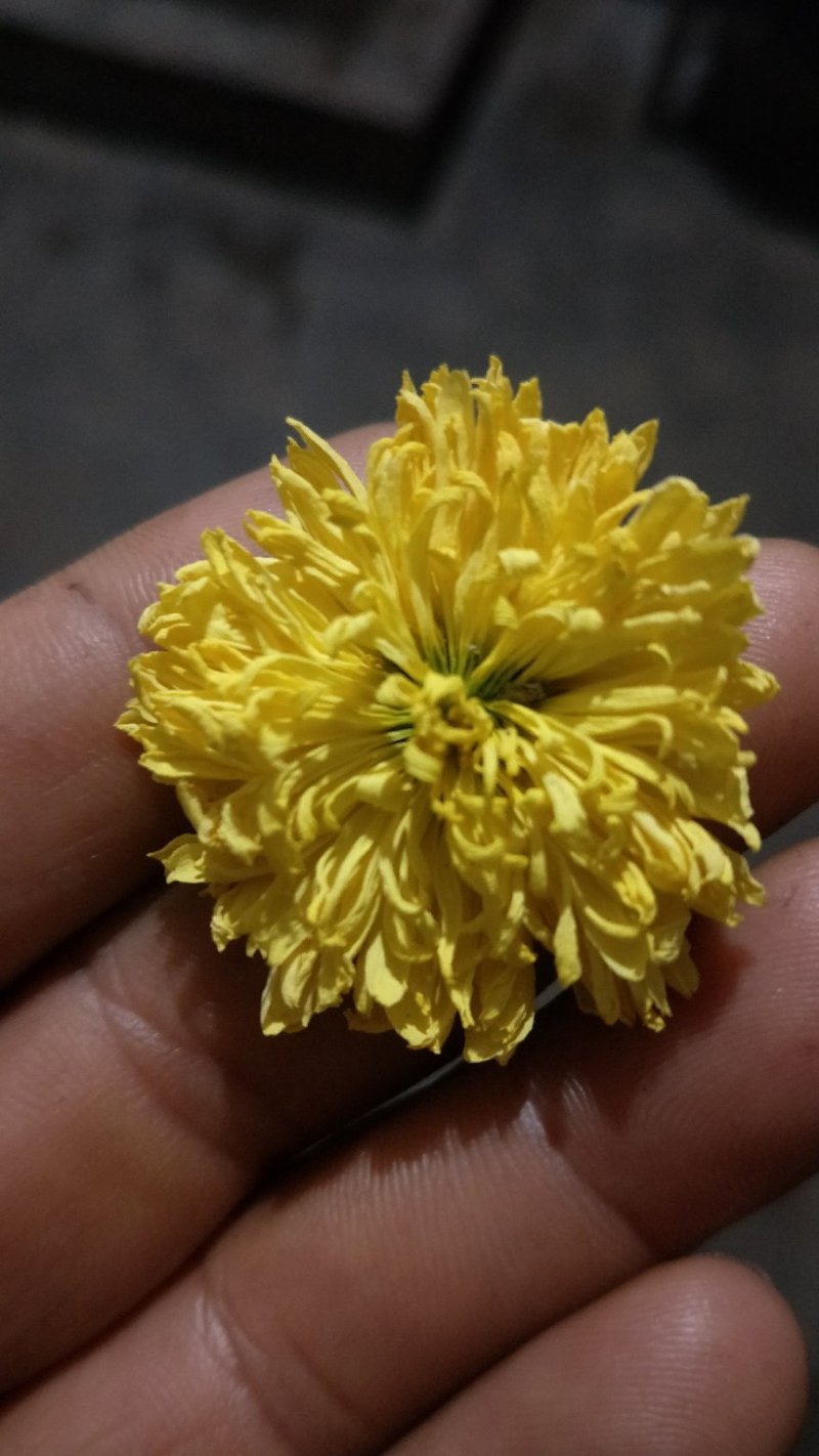 金丝菊