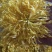 金丝菊