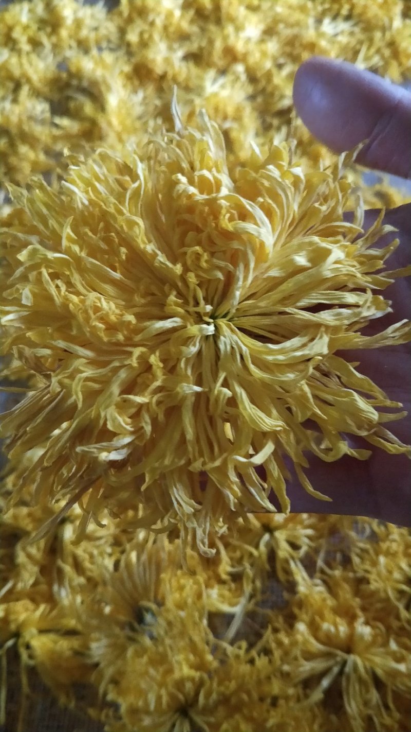 金丝菊