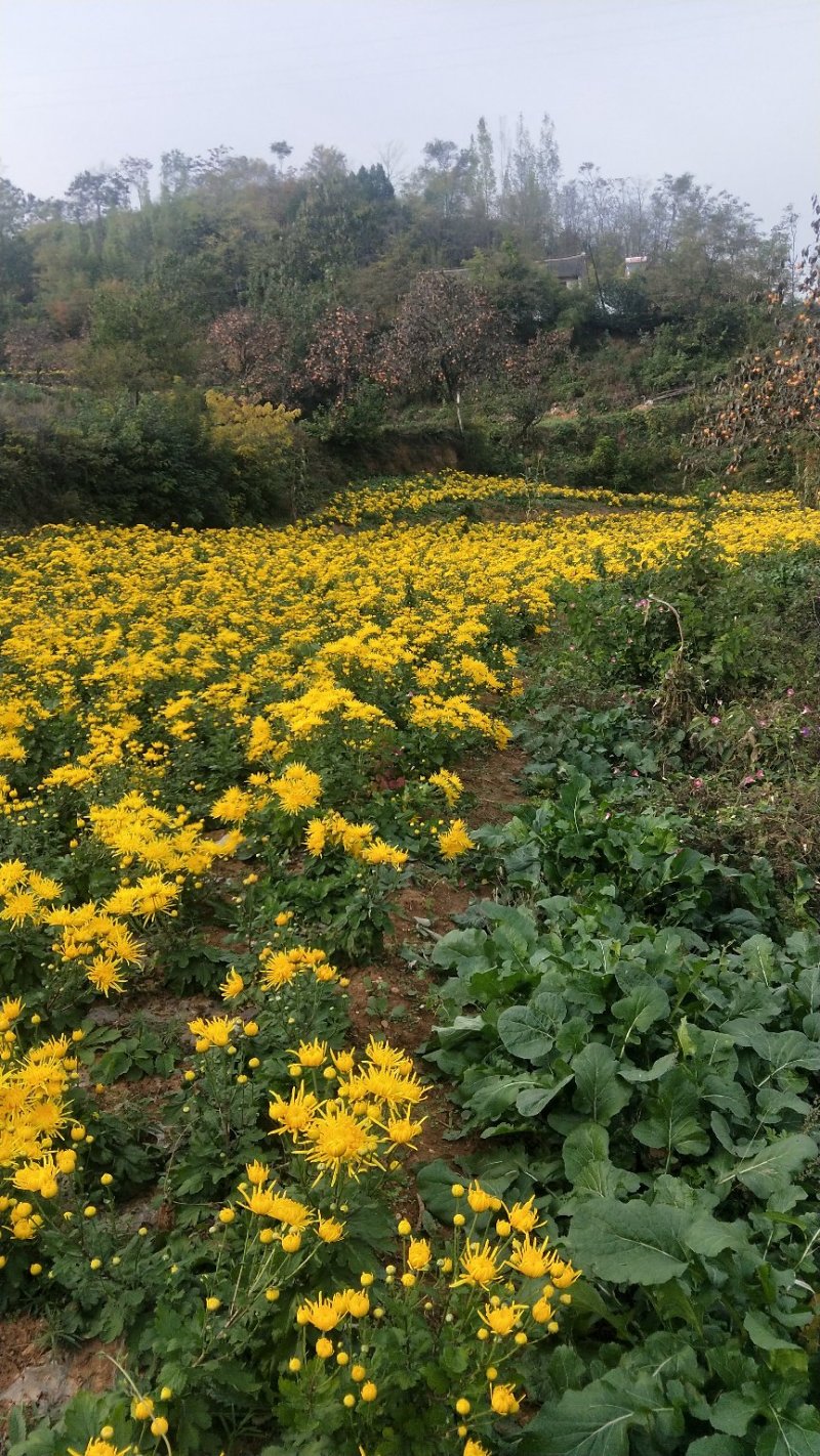 金丝菊