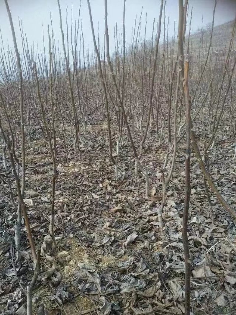 【秋月梨树苗】外观美丽，内瓤可口，清润解痰。全国包邮。