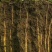 温县正宗垆土铁棍山药