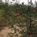 红肉苹果苗供应基地，红色之爱119–06，苹果苗价格
