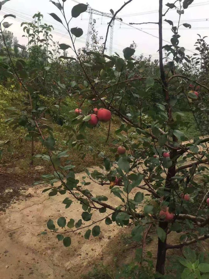 红肉苹果苗供应基地，红色之爱119–06，苹果苗价格