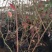 蓝莓苗杜克蓝莓树苗蓝丰蓝莓苗蓝莓苗价格