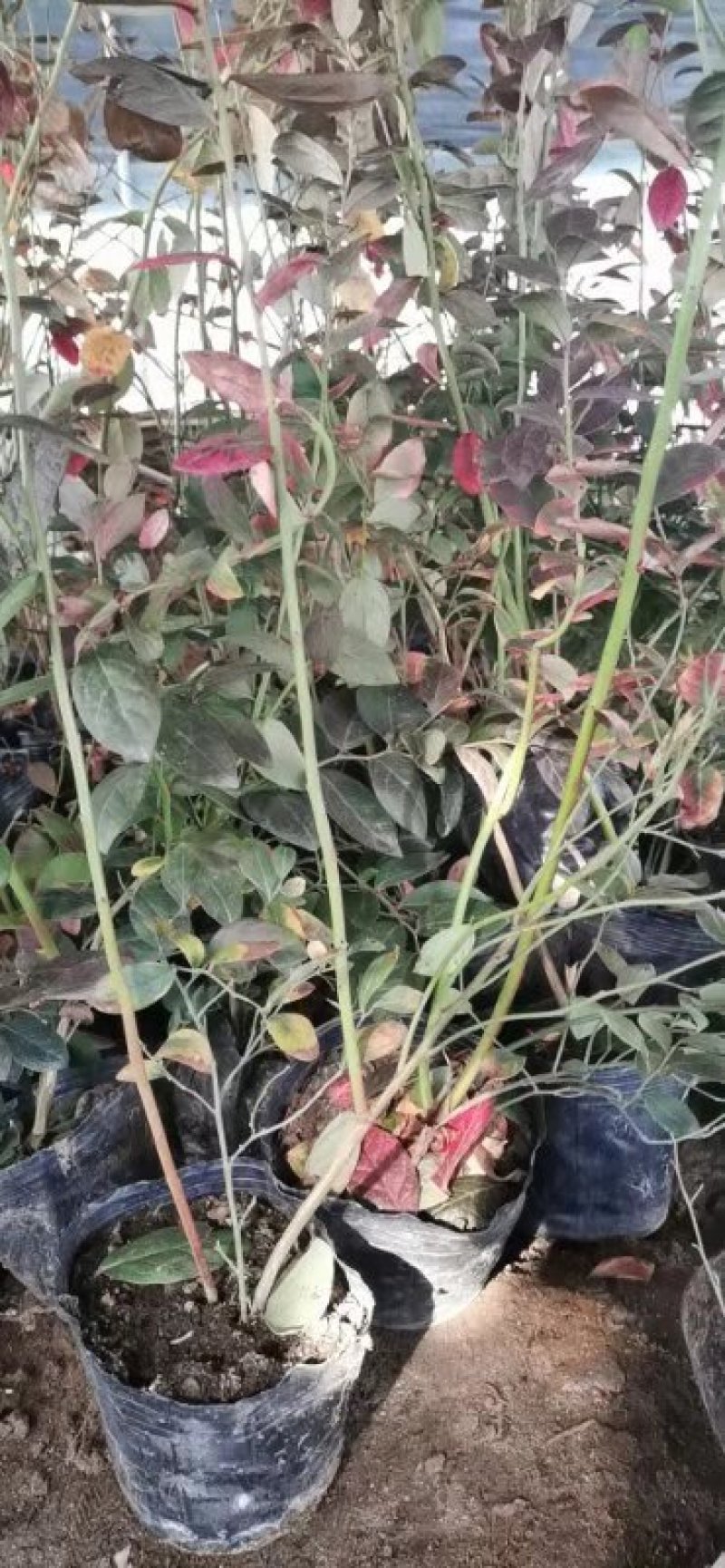 蓝莓苗杜克蓝莓树苗蓝丰蓝莓苗蓝莓苗价格