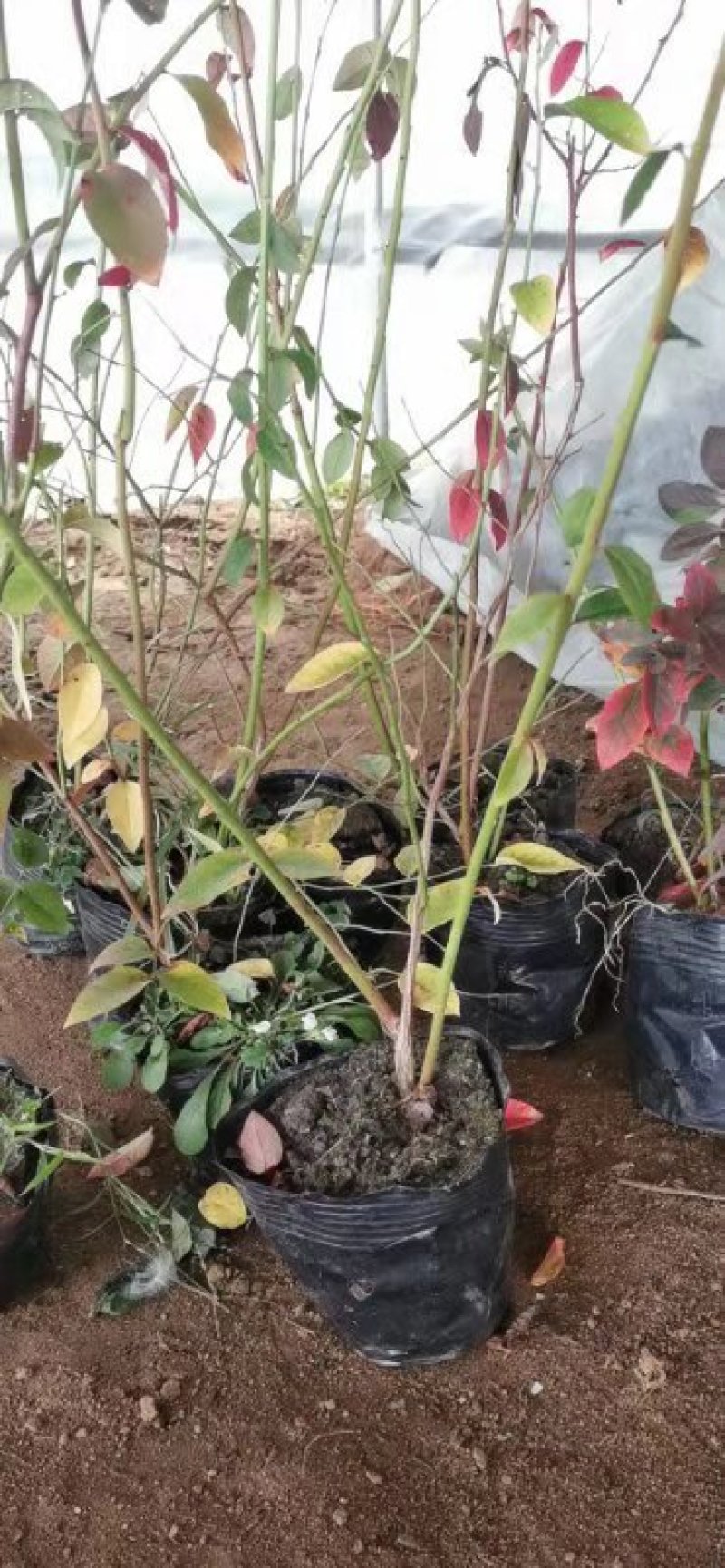 蓝莓苗杜克蓝莓树苗蓝丰蓝莓苗蓝莓苗价格