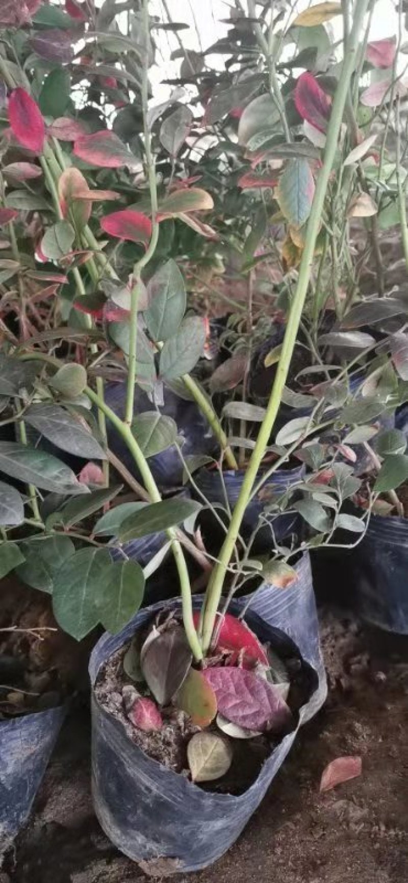 蓝莓苗杜克蓝莓树苗蓝丰蓝莓苗蓝莓苗价格