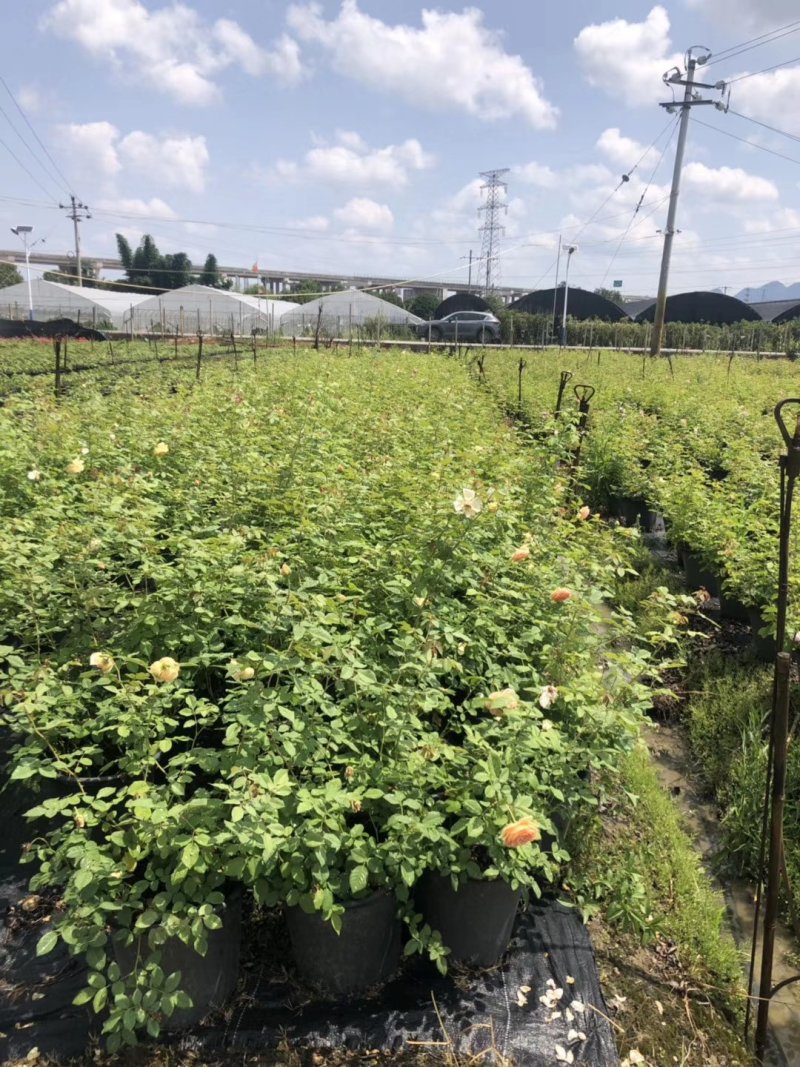 【推荐】欧月月季，藤本欧月，品质保证，基地直发，量大价优